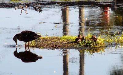 [Momma mallard stands in the water and it bent to the surface to drink. The low water levels have created a mini-island of dirt in the middle of the canal. There is open space/dirt on the mini-island, but the ducklings are in the grass on the right side of the mini-island. ]